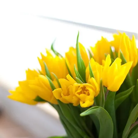 Premium Rosenmoewe Sylt