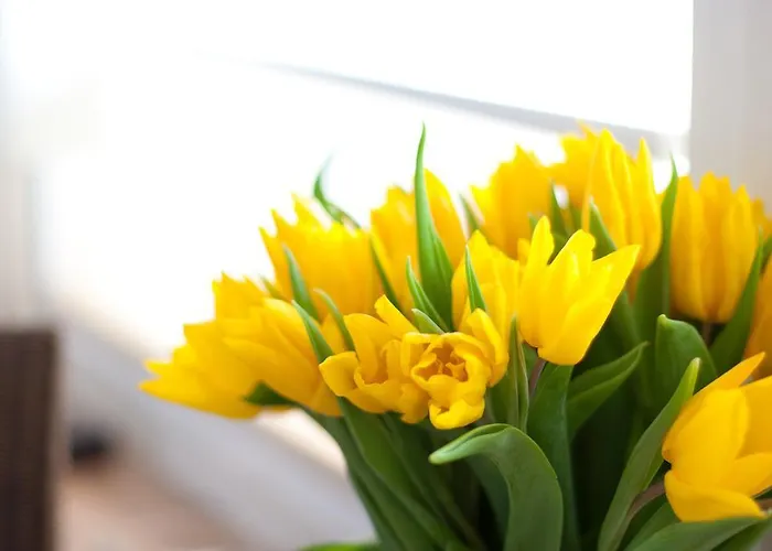 Premium Rosenmoewe Sylt